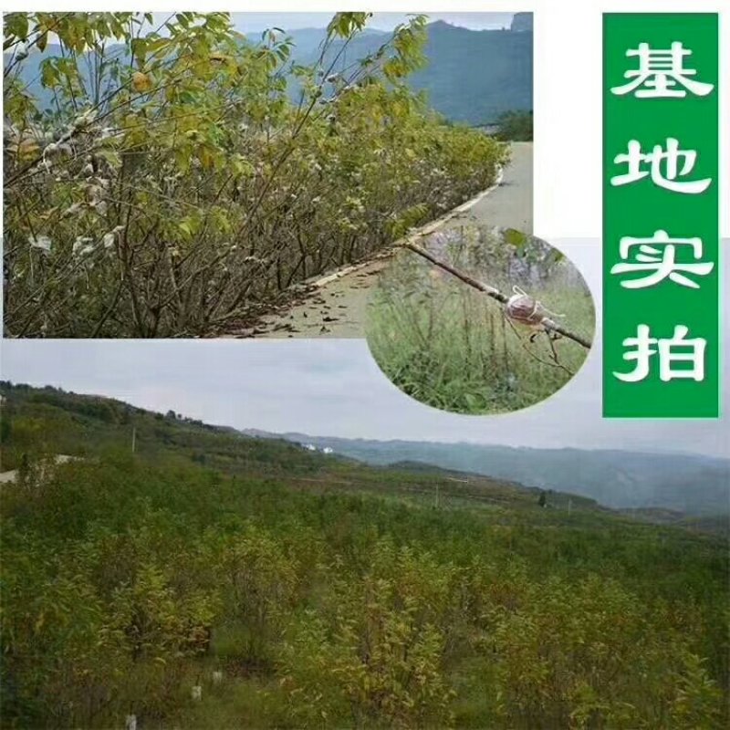 樱桃苗玛瑙红樱桃苗