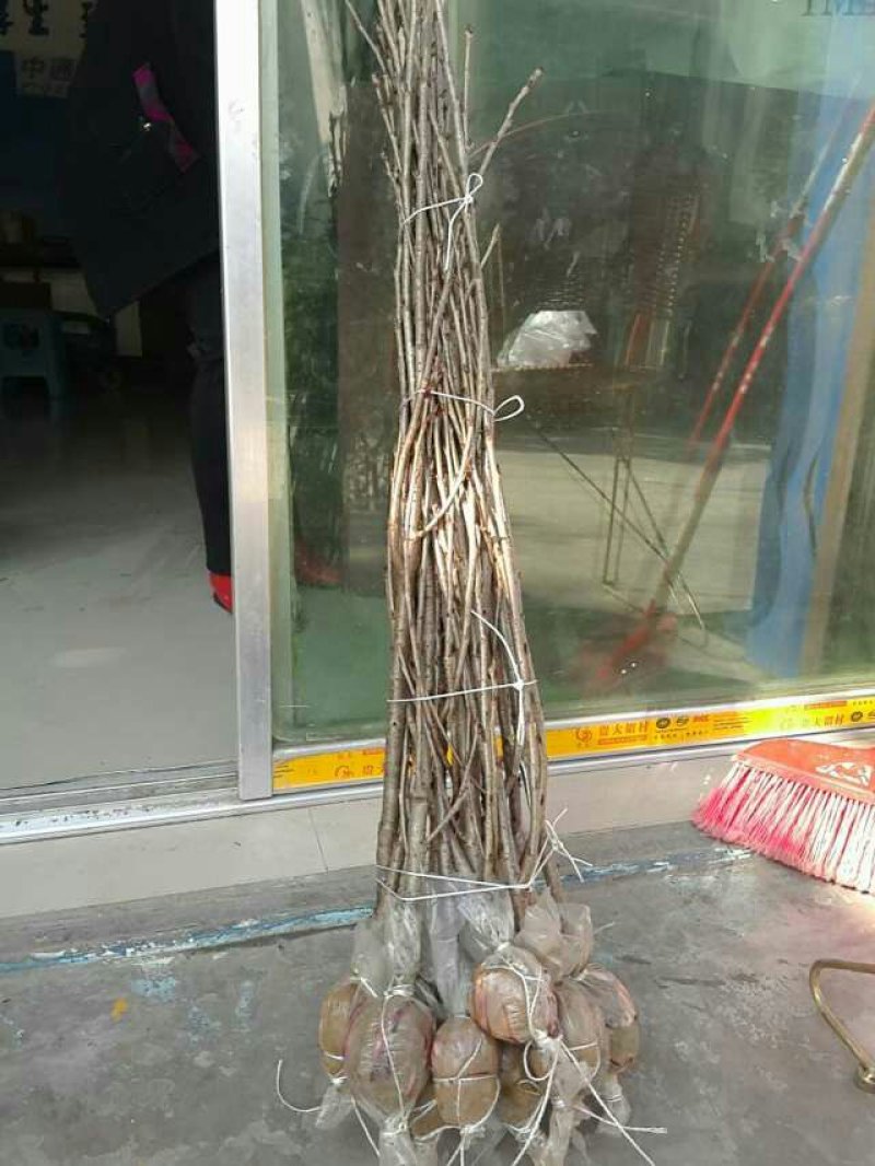 樱桃苗玛瑙红樱桃苗