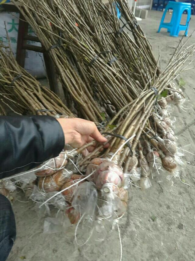 樱桃苗玛瑙红樱桃苗
