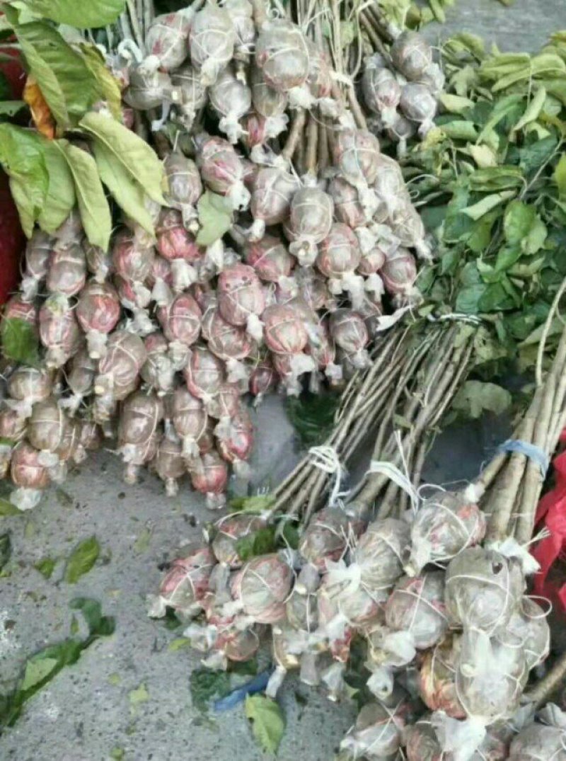 樱桃苗玛瑙红樱桃苗