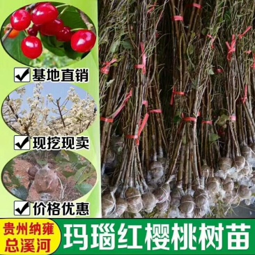 樱桃苗玛瑙红樱桃苗