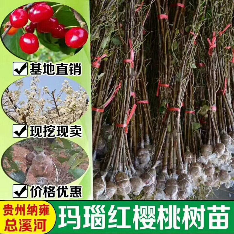 樱桃苗玛瑙红樱桃苗
