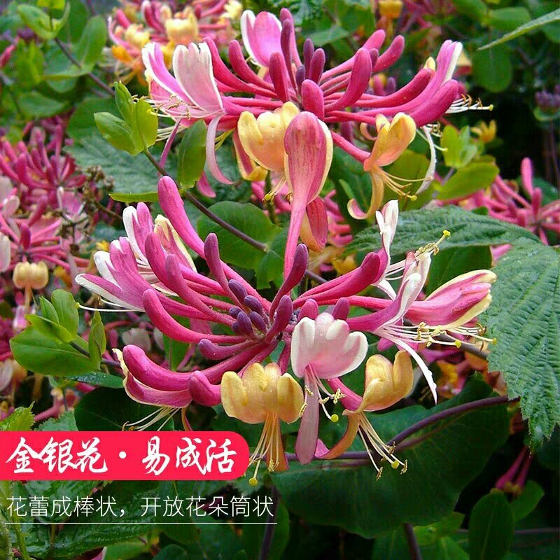 四季金银花十五天不开花苗圃直销现挖现卖