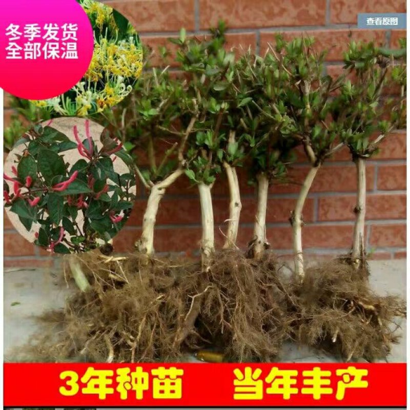 四季金银花十五天不开花苗圃直销现挖现卖