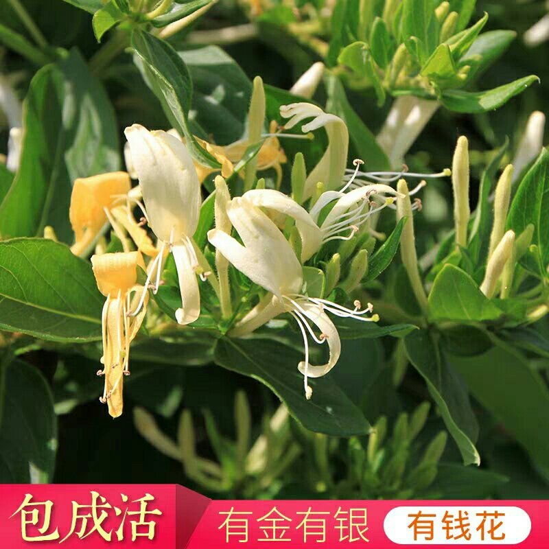 四季金银花十五天不开花苗圃直销现挖现卖