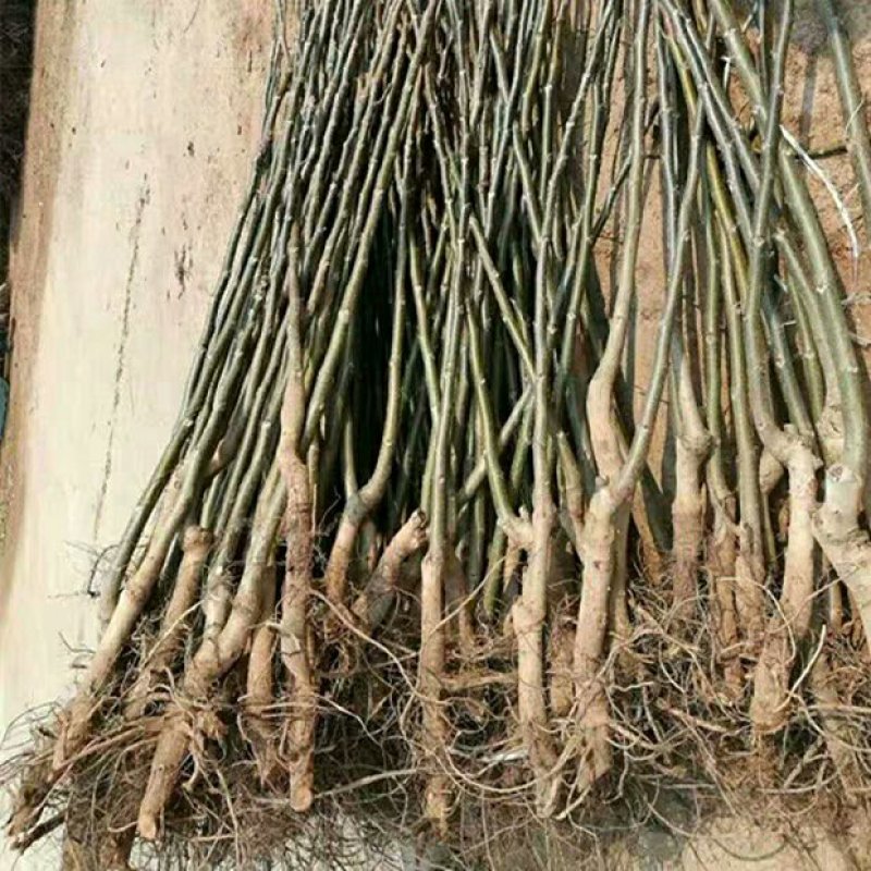 核桃树苗一级薄皮核桃树苗现挖现卖基地直销