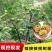 核桃树苗一级薄皮核桃树苗现挖现卖基地直销