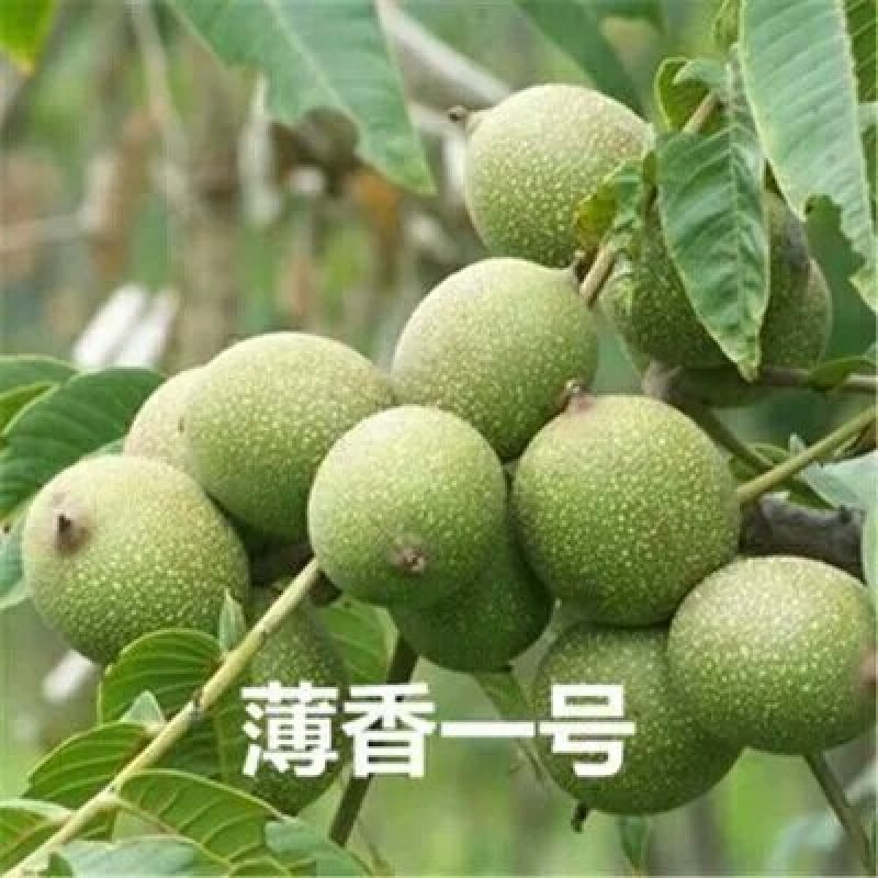 核桃树苗一级薄皮核桃树苗现挖现卖基地直销