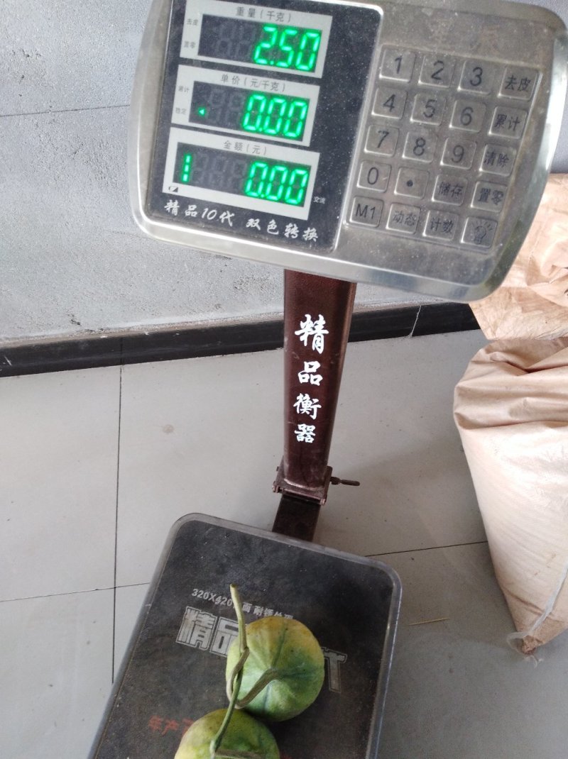 瓜蒌种子