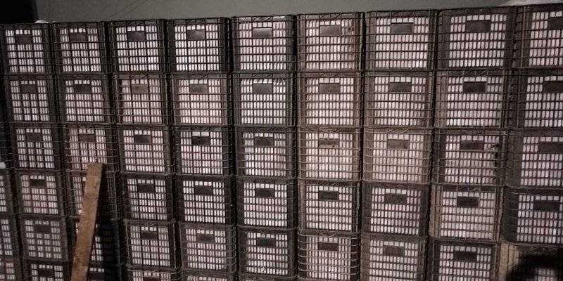 红富士苹果