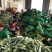 玉米新鲜发货，，，，，，，，，，