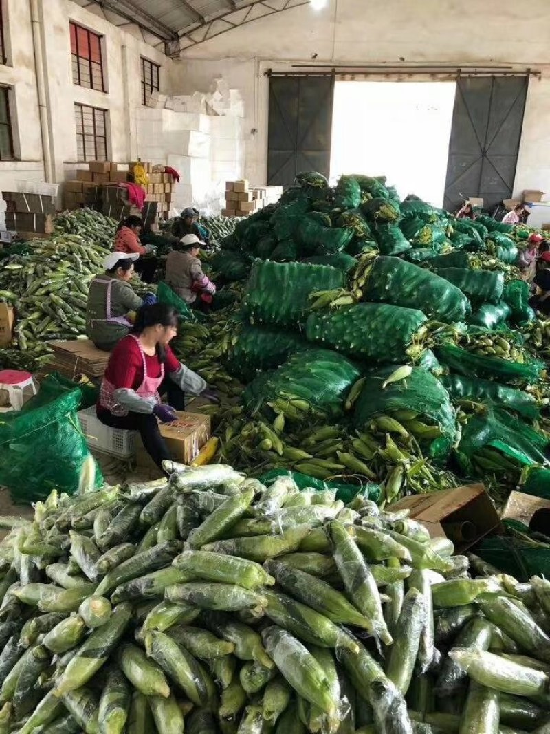 玉米新鲜发货，，，，，，，，，，