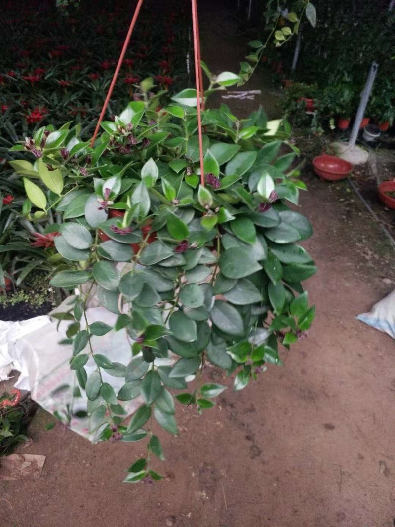 长寿花花色全花苞多花期长好管理质量保证发货及时价格合理