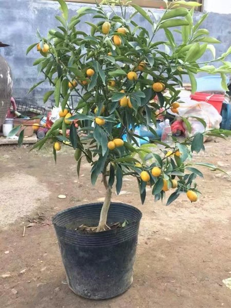 金桔树