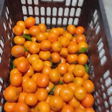 批发广西砂糖桔