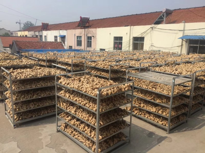 优质生姜新鲜出窖供应价格便宜大量上市了全国发货