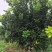 柚子树，阳朔县斌斌三红蜜柚种植家庭农场