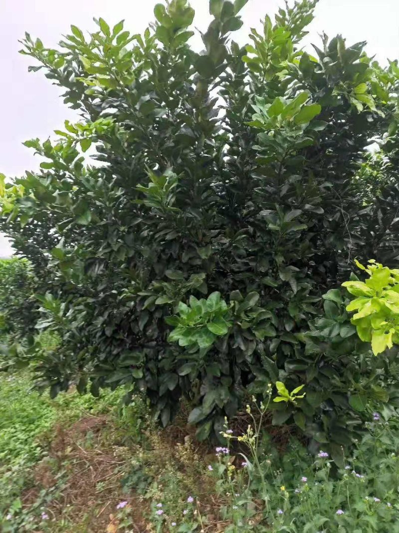 柚子树，阳朔县斌斌三红蜜柚种植家庭农场
