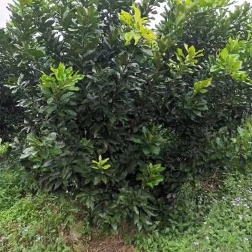 柚子树，阳朔县斌斌三红蜜柚种植家庭农场