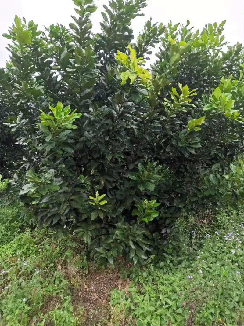 柚子树，阳朔县斌斌三红蜜柚种植家庭农场