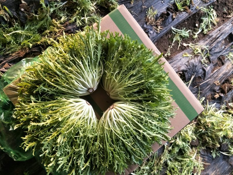 精品叶菜