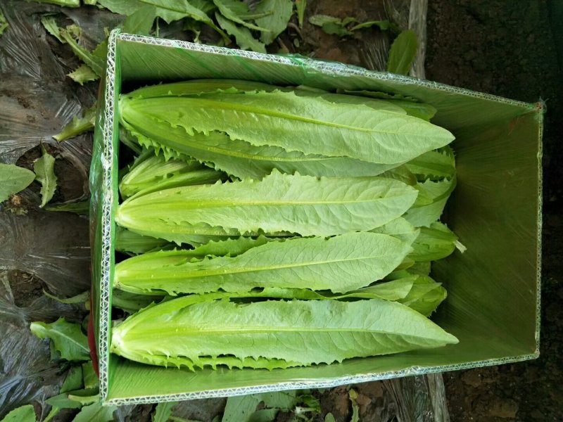 精品叶菜