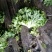 绿色食品