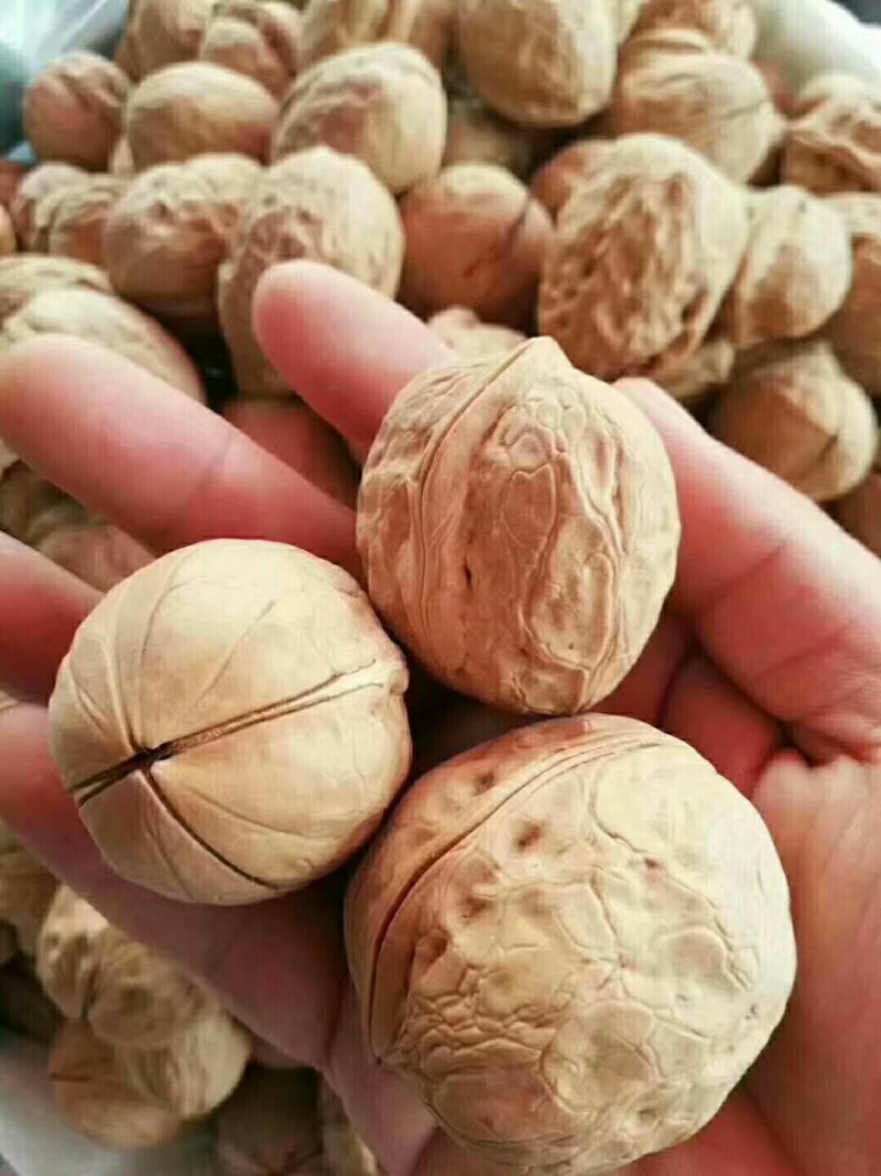 新疆薄皮核桃