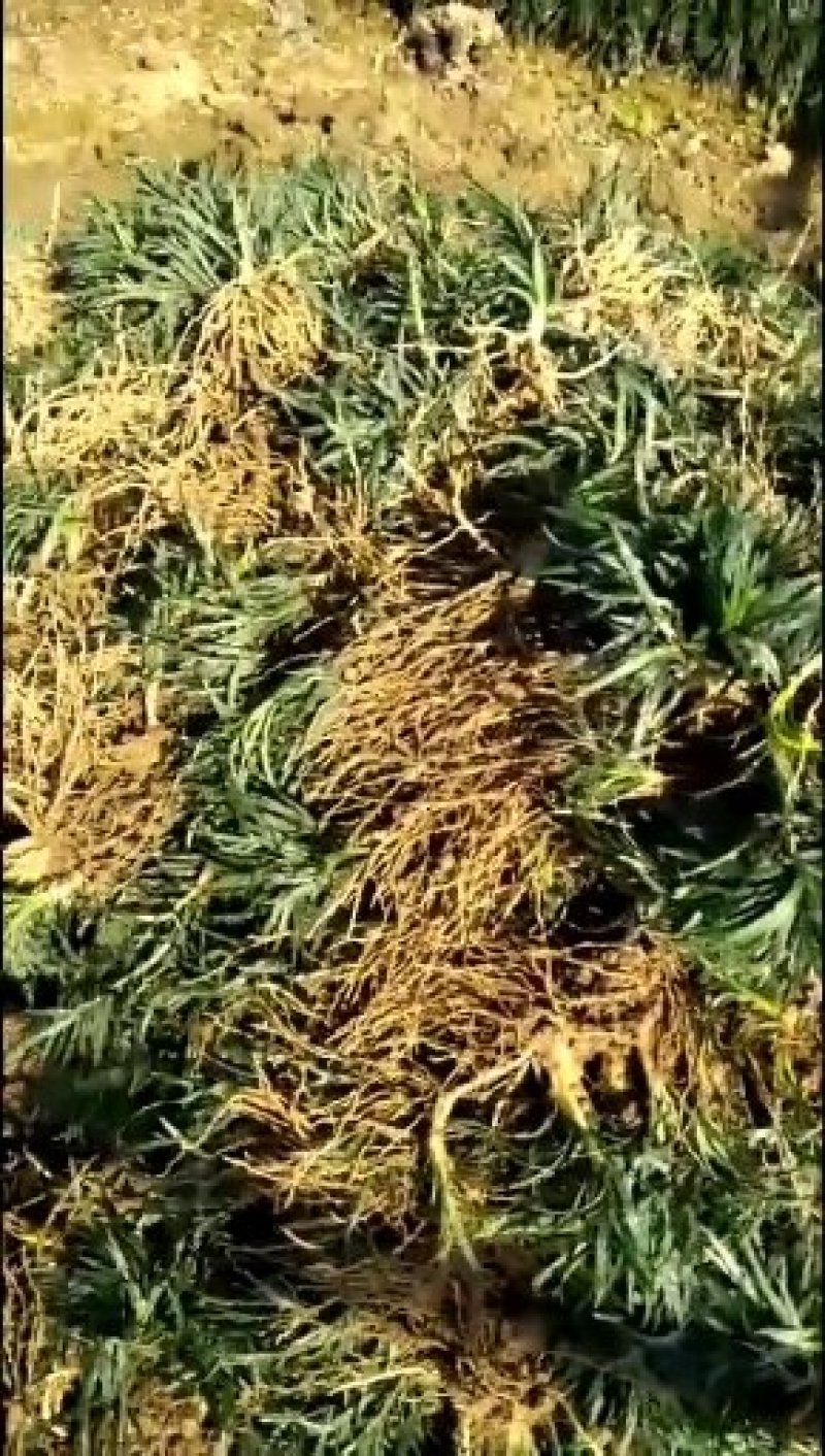 玉龙草，优惠大处理，请来电咨询