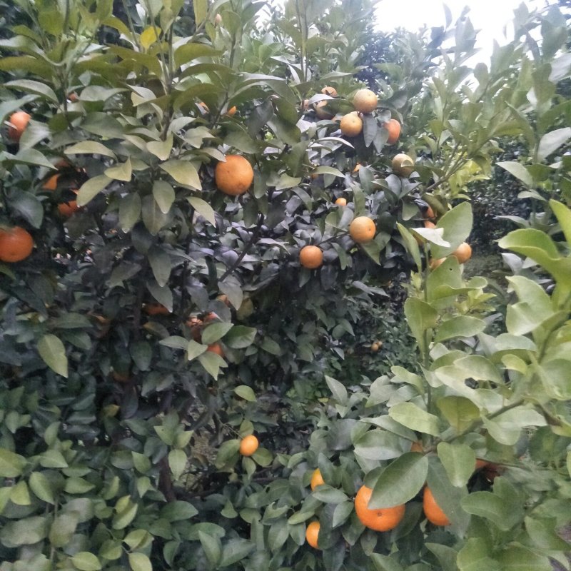 柑橘类
