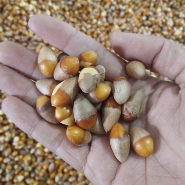 银杏果仁（去壳银杏果），食用白果仁，热销中