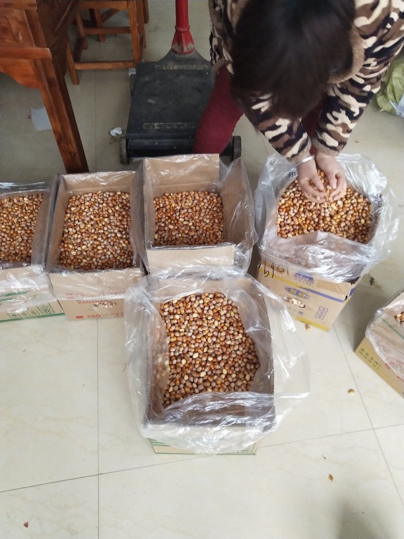 银杏果仁（去壳银杏果），食用白果仁，热销中