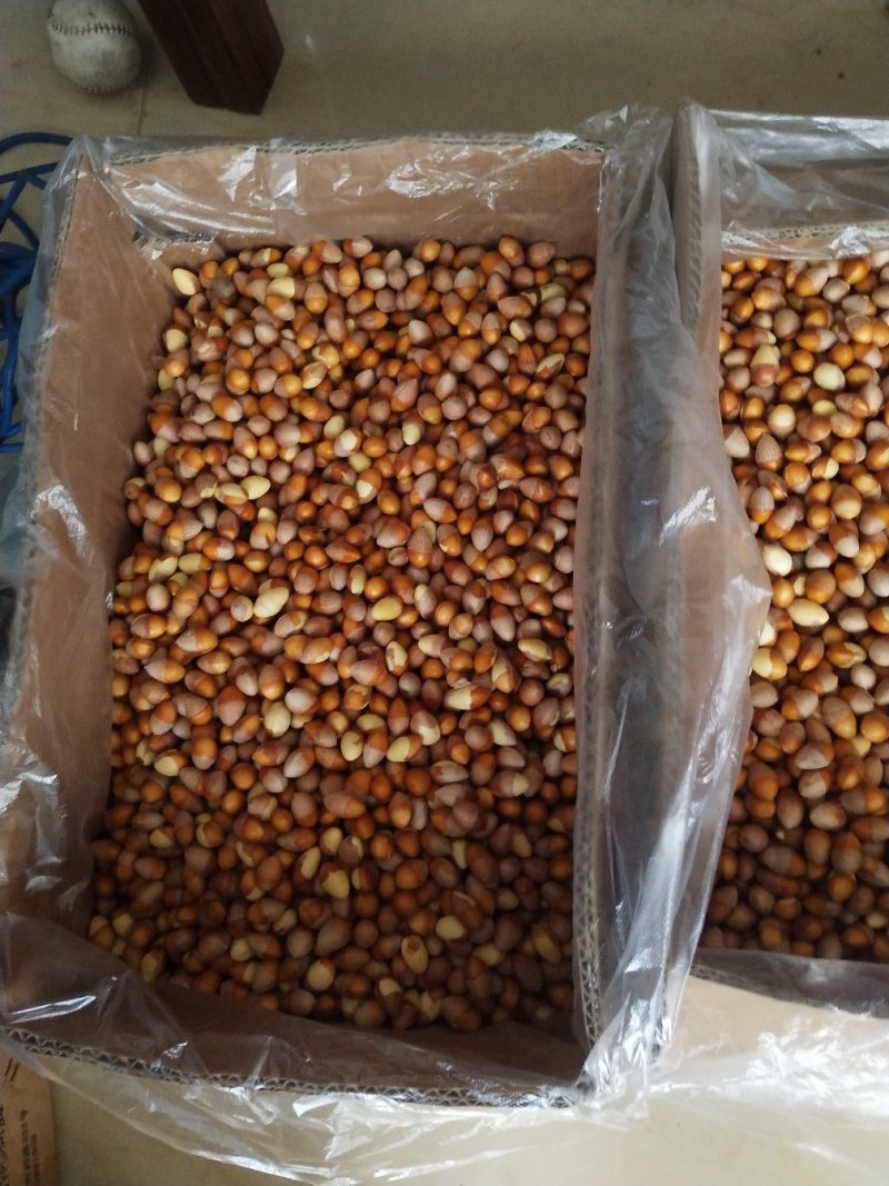 银杏果仁（去壳银杏果），食用白果仁，热销中