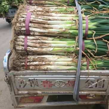 大葱