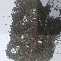 柴胡种子黄芩种子苍术种子白芍苗