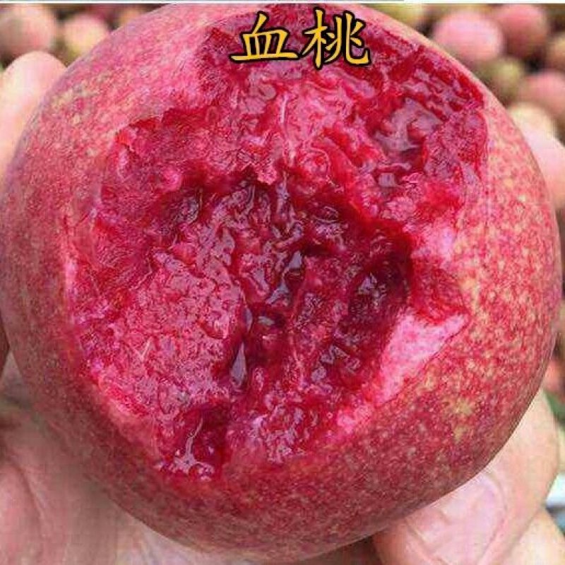 血桃树苗正宗紫肉桃苗紫肉血桃苗嫁接桃树苗红肉血桃