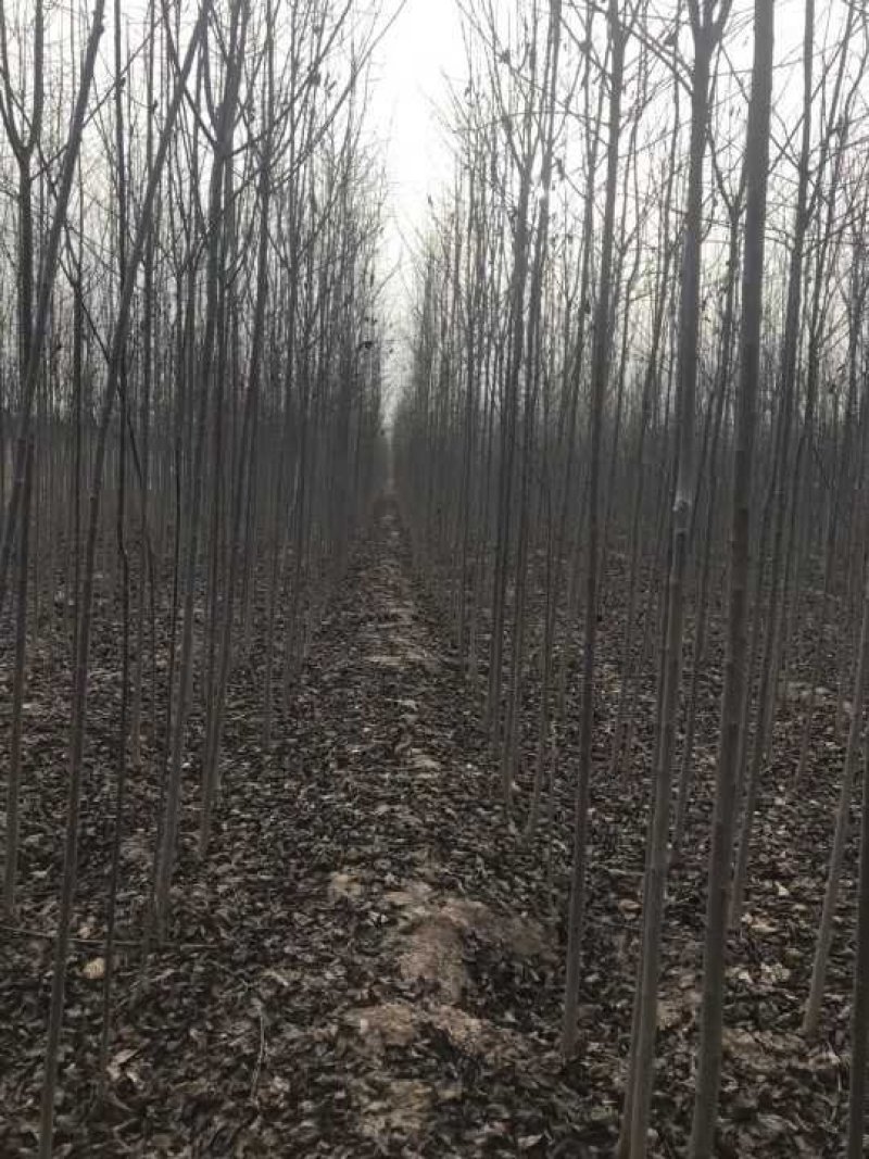 杜仲，杜仲苗，农户直供，量大价优，保质保量