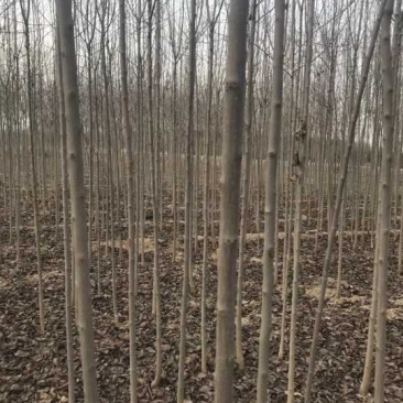 杜仲，杜仲苗，农户直供，量大价优，保质保量