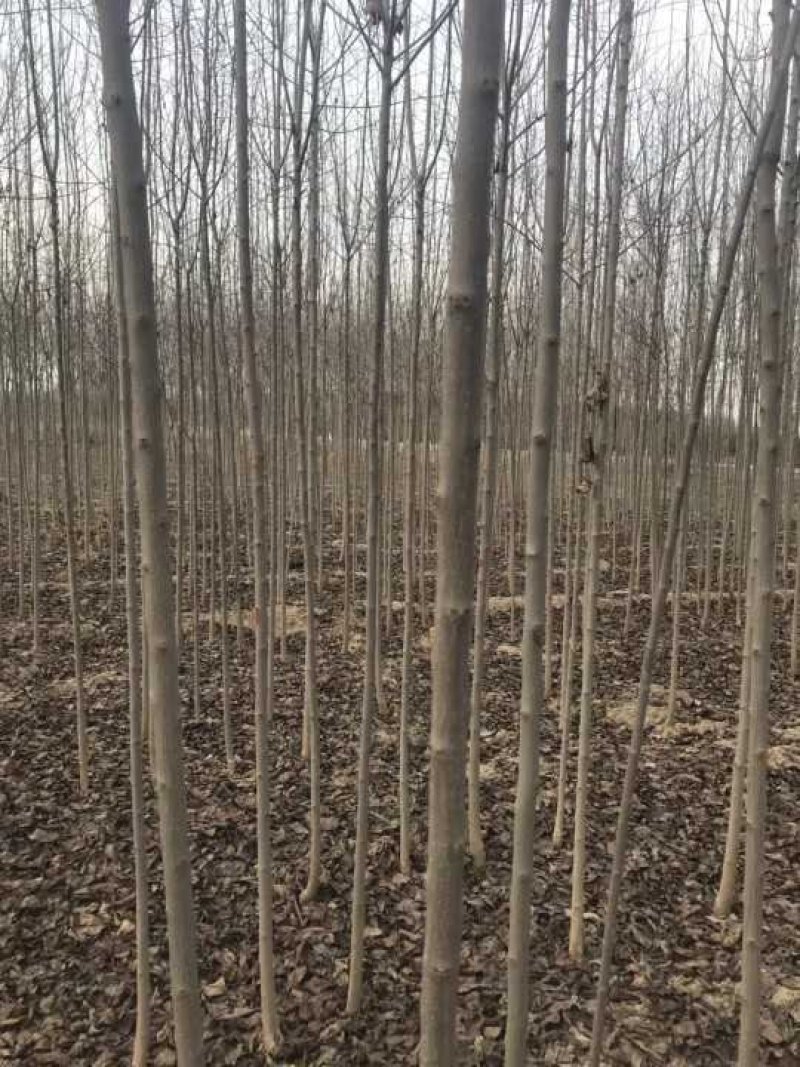 杜仲，杜仲苗，农户直供，量大价优，保质保量