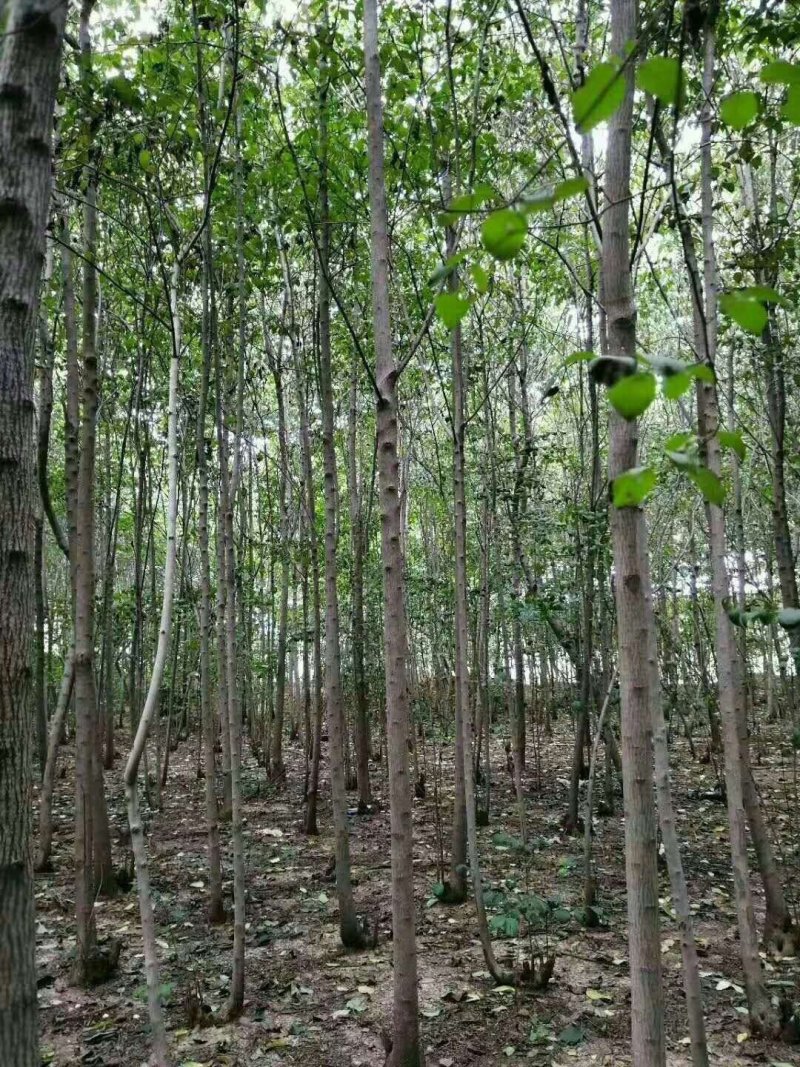 杜仲，杜仲苗，农户直供，量大价优，保质保量