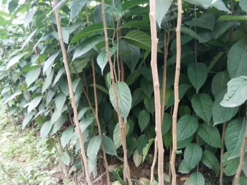 杜仲，杜仲苗，农户直供，量大价优，保质保量