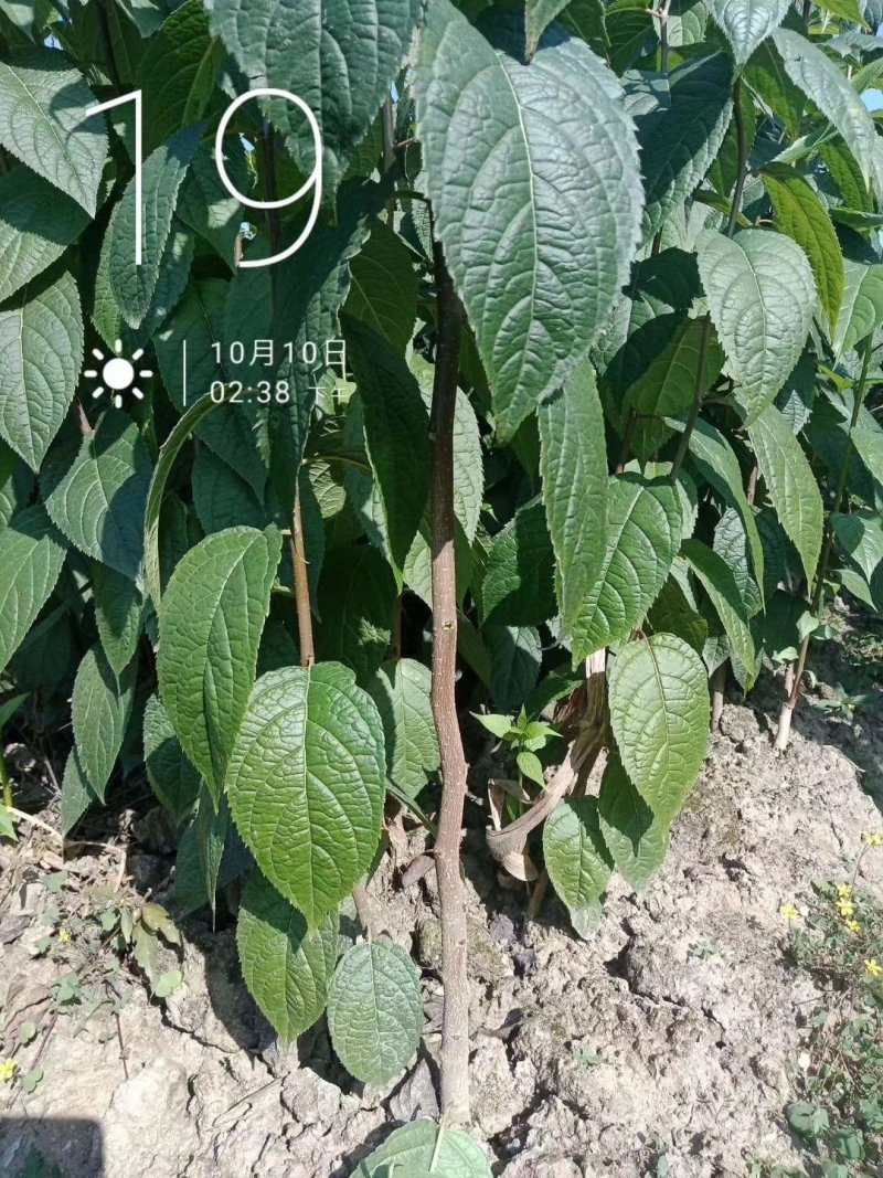 杜仲，杜仲苗，农户直供，量大价优，保质保量