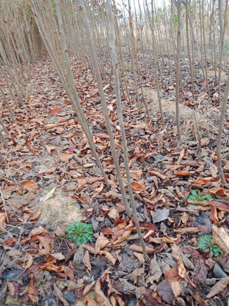 樱花，日本樱花早樱小苗，嫁接樱花，各种规格樱花