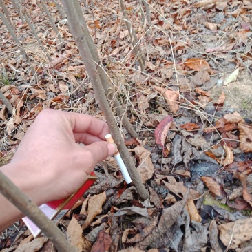 樱花，日本樱花早樱小苗，嫁接樱花，各种规格樱花