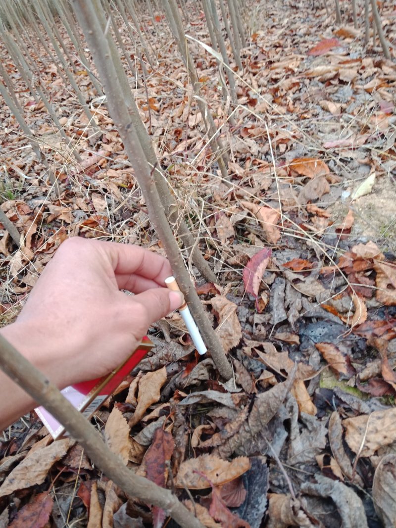 樱花，日本樱花早樱小苗，嫁接樱花，各种规格樱花