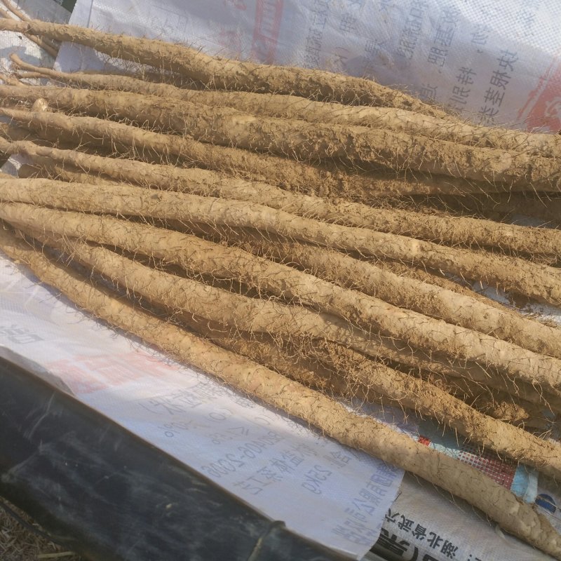 小白嘴一点红山药
