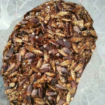 供应蟑螂干品，蟑螂软块，蟑螂粉