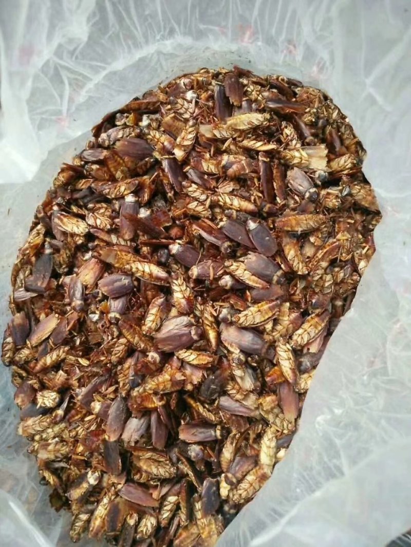 供应蟑螂干品，蟑螂软块，蟑螂粉