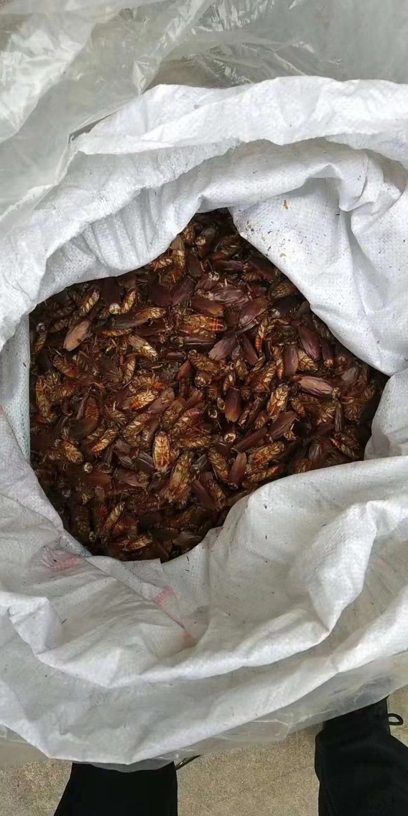 供应蟑螂干品，蟑螂软块，蟑螂粉