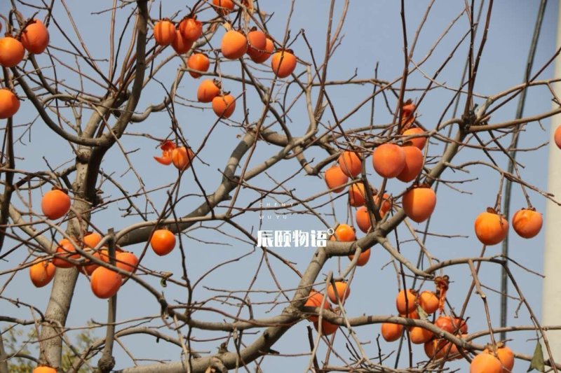 陕西富平柿饼